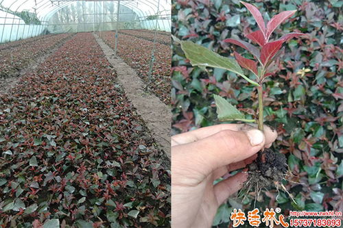綠化工程中扦插育苗生根劑的選擇與推薦