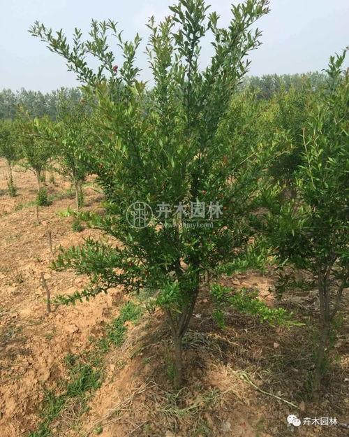 花石榴花在北方能否安全越冬及園林綠化應用