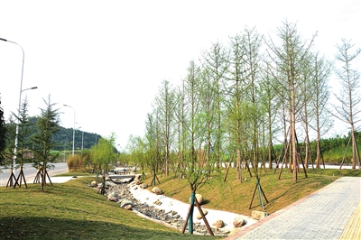 都梁新區沿福德大道段綠化工程預計4月建成投用，打造生態宜居新畫卷